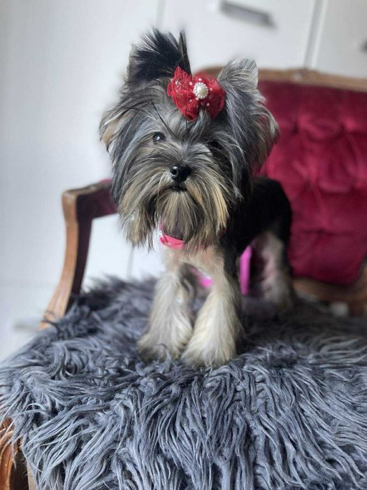 Yorkshire terrier miniaturka suczka Misia