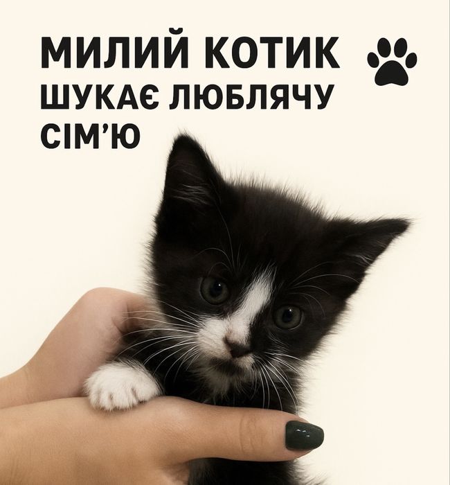 Кошеня(дівчинка) приблизно 1-2 місяці