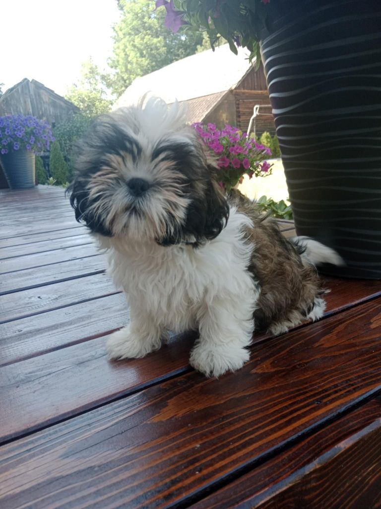 Shihtzu śliczny chlopczyk