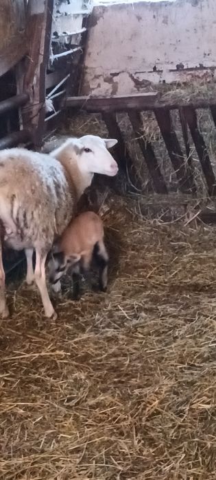 Owce Nolana półtoraroczna z młodym barankiem