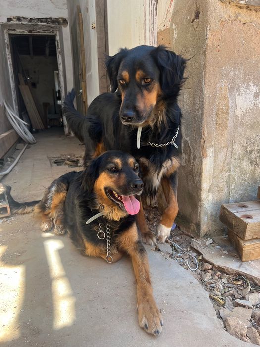 Cães para adopção