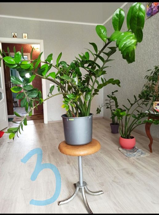 Заміакулькус , рослина