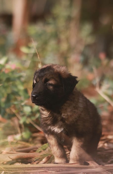 Serra da Estrela, Cachorros