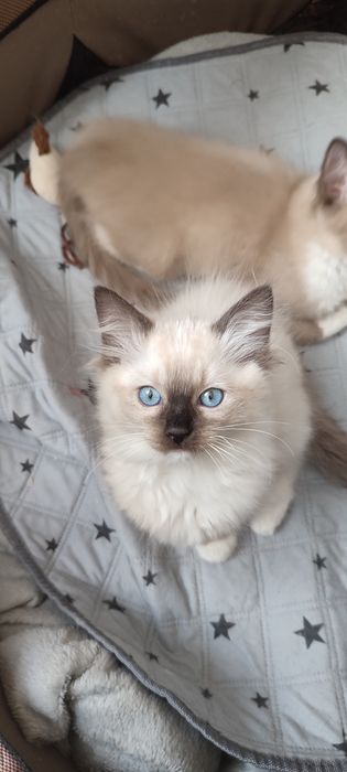 Ragdoll  koteczek seal mitted  rodowód międzynarodowy TICA
