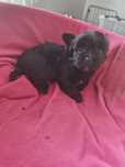 Yorkshire terrier czarny piesek z rodowodem