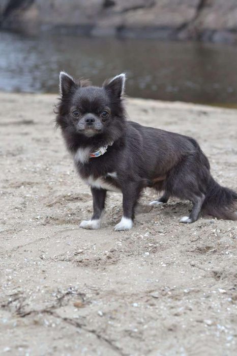 Кобель чихуахуа с документами КСУ