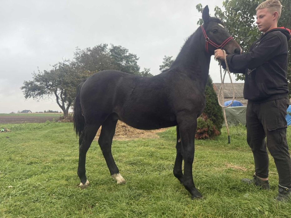 Sprzedam ogierka 8 miesiecy