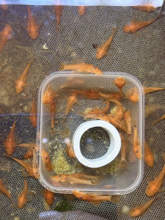 Ancistrus full red