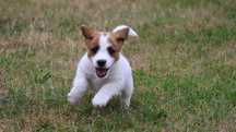 PIESEK Jack Russell Terrier z hodowli " BREFIO/badania genetyczne