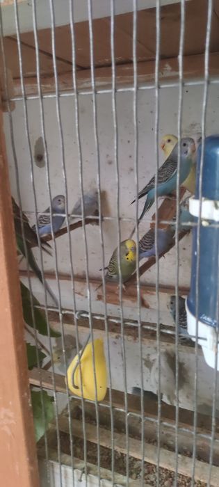 Vendo piriquitos a partir de 4 euros cada