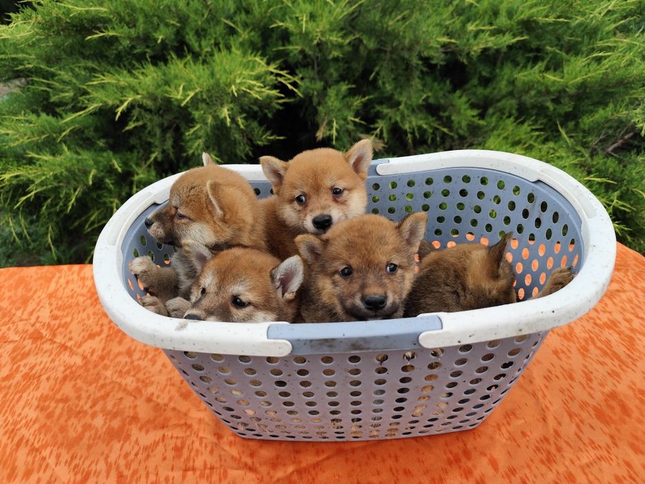 Шиба /Сіба Іну цуценята