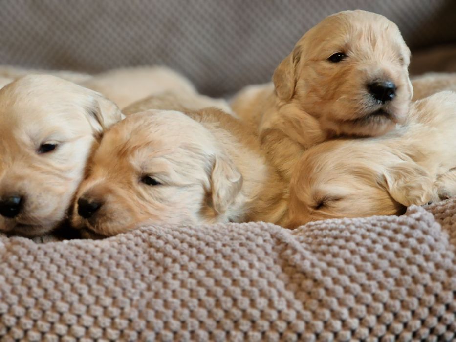 Golden retriever zkwp fci
