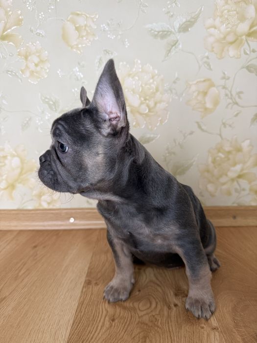 Blue tan щенки французского бульдога/залишись неймовірно гарні дівчатк