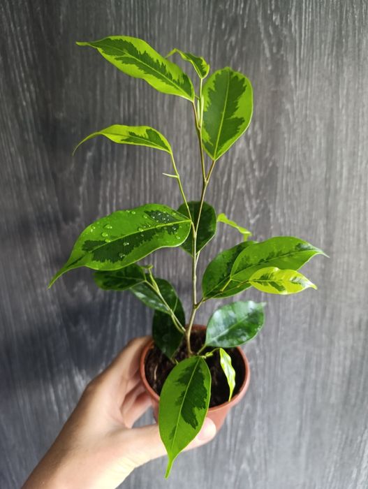 Продам фікуси Бенжаміна