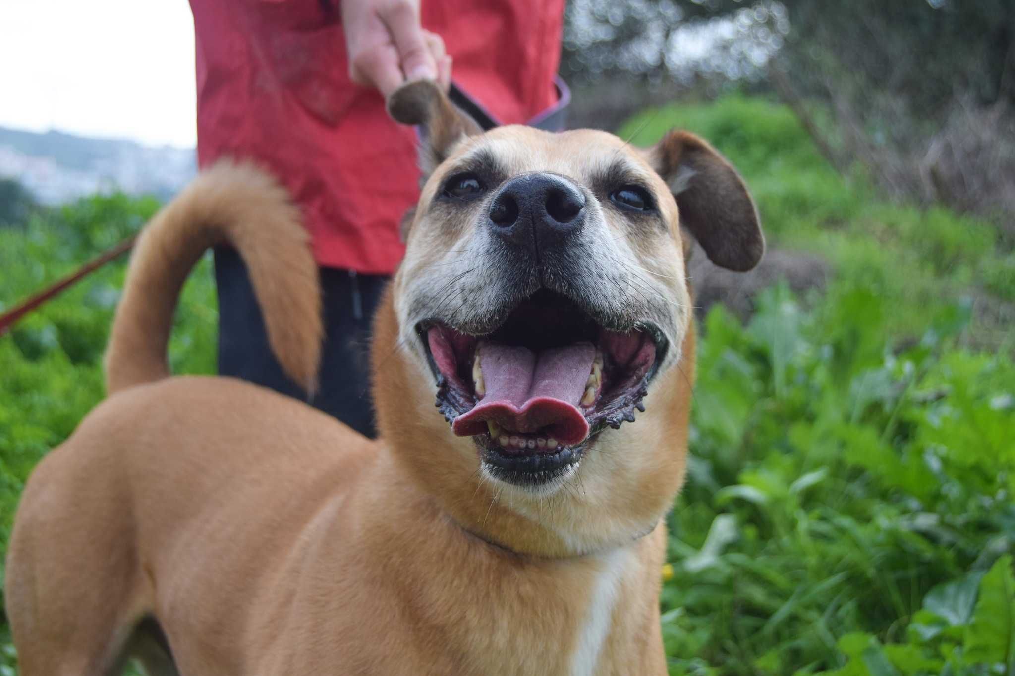 Mel - cão médio grande para adoção