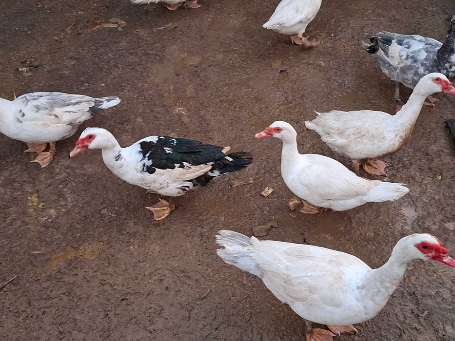 Patos(as) mudos para venda