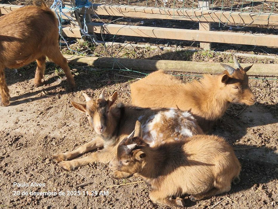 Chibos micro anões 6 meses