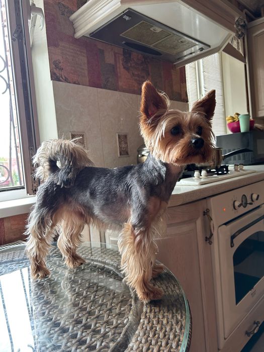 Требуется Вязка Йорка