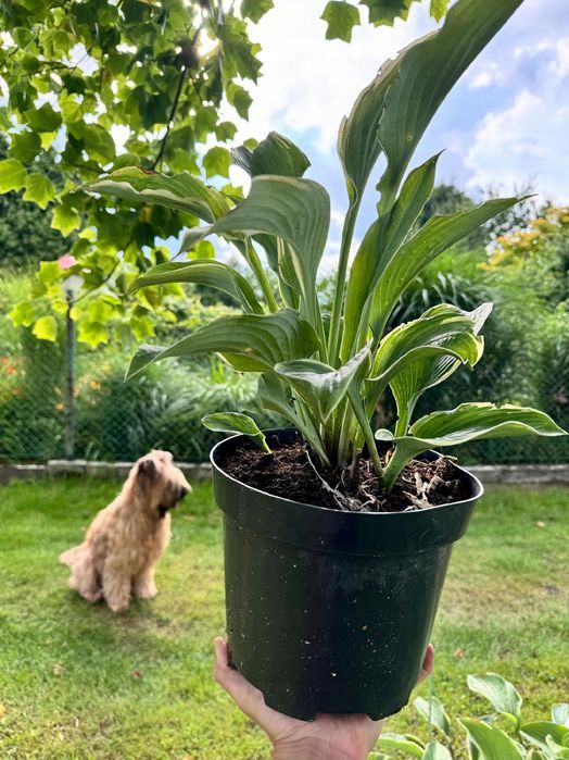 Funkia Hosta 'Regal Splendor' W DONICZCE 5.0L, OGROMNE LIŚCIE
