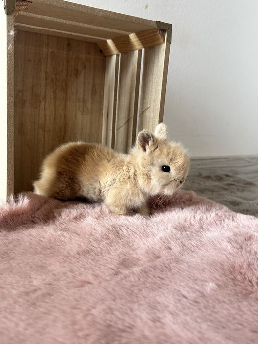 Króliczki Karzełki Teddy Miniaturki Długowłose