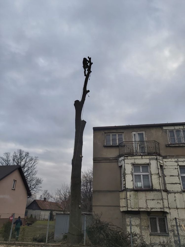 Wycinka, podcinka drzew Kraków, cała Małpolska