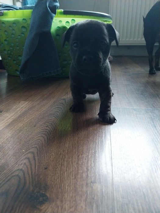 Oddam pieski do nowych domków