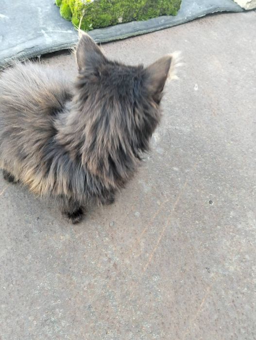 Кошенята шукають дім