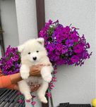 Szczenię samoyed FCI dostepne do rezerwacji SHINING WHITE STAR