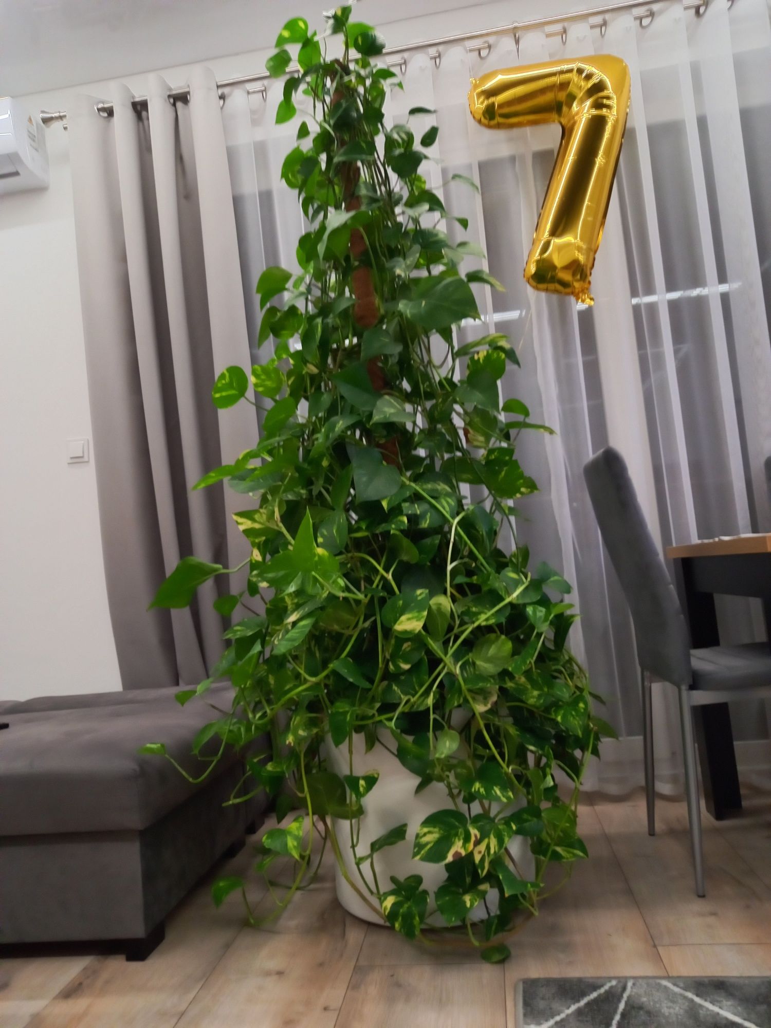 Sprzedam kwiatka Epipremnum pinnatum Aurenn