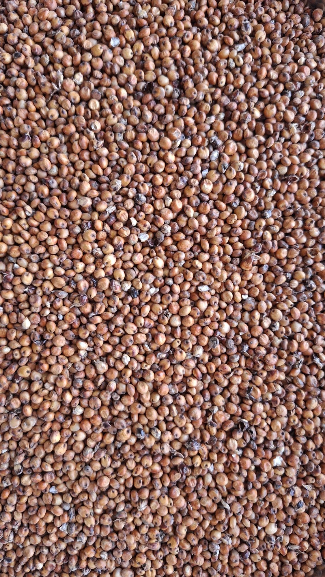 Rzodkiew oleista gorczyca gryka łubin groch facelia słonecznik sorgo