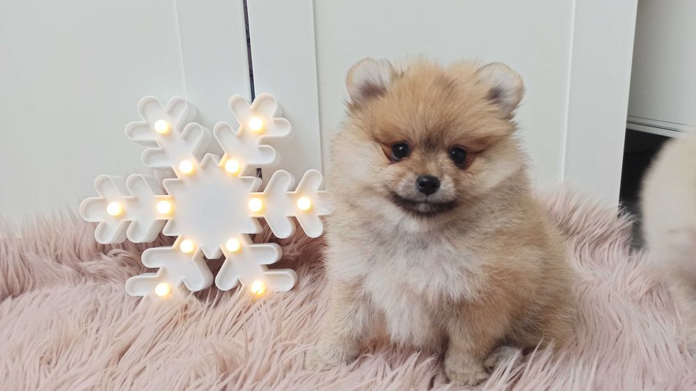 Pomeranian* szpic miniaturowy sunia***mega slodziak