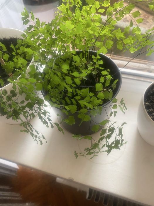 Продам спатифілум