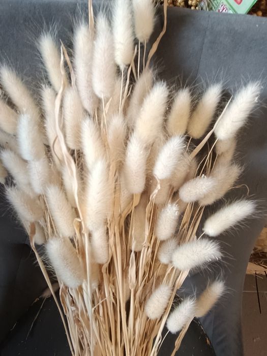 dmuszek susz trawy zboża suszone mozga włośnica trzcinnik