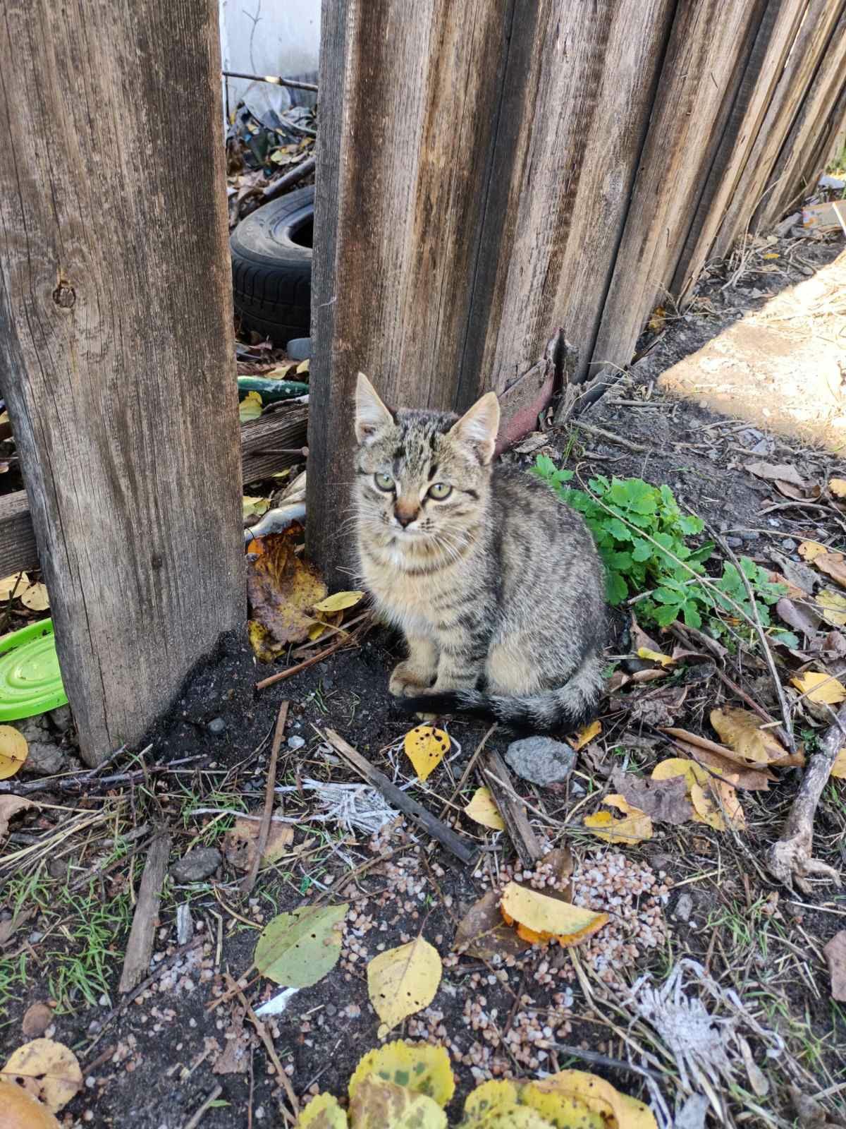 Кошенят викинули на вулицю