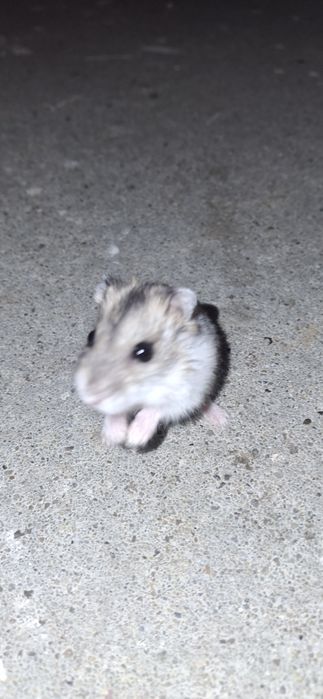 Sprzedam 5 chomików dżungarskich cena do negocjacji