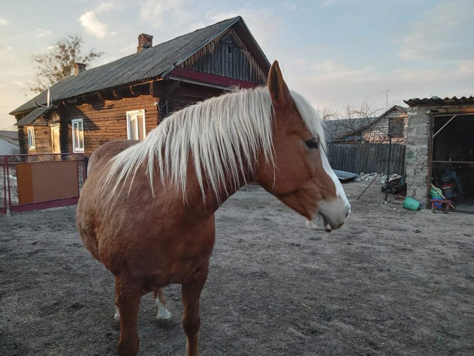 Продам кобилк робочу