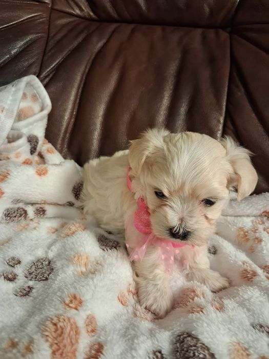 Maltipoo Piękna Suczka