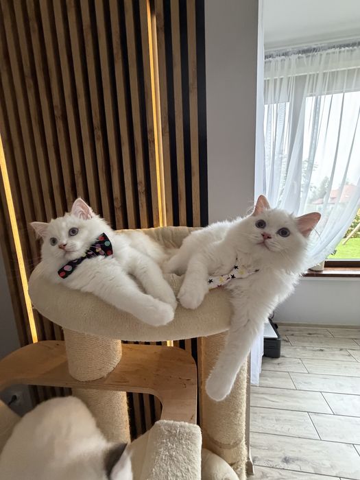 Ragdoll Cream Bicolour – kocurek z rodowodem FPL