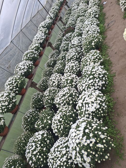 Sprzedam chryzantemy