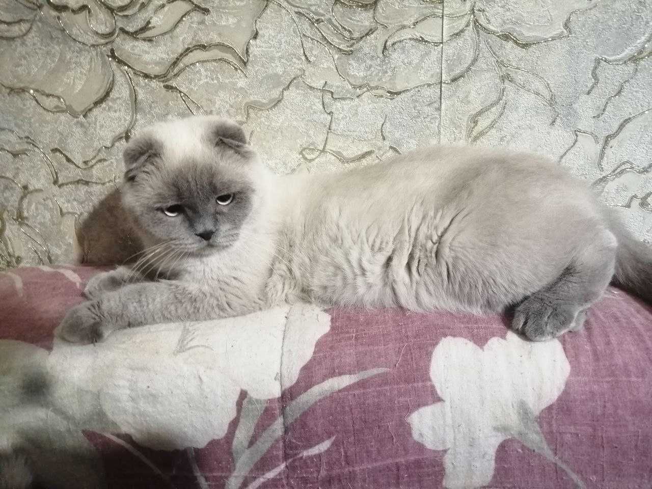 Вязка вислоухий кот