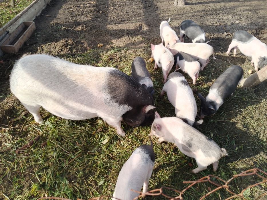 Продаються свині в'єтнамської породи зведені