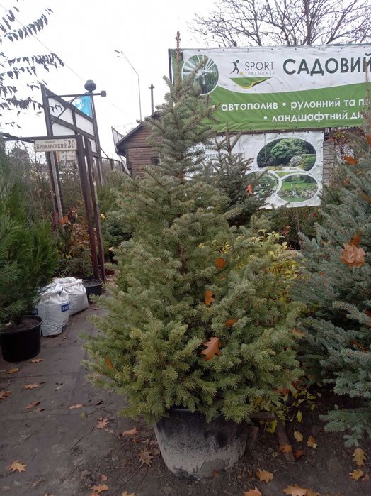 Ель Глаука, Сербская, Смерека. от двух до четырех метров.Большой выбор