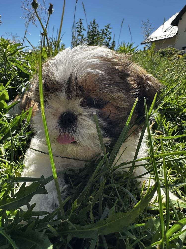 Shih tzu Piękny Piesek Gotowy do odbioru !