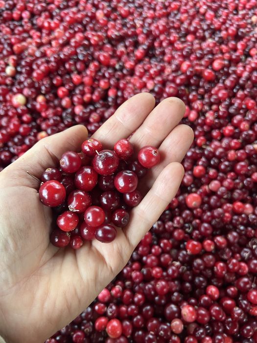 Журавлина. Урожай 2025р. 1 л - 220грн.