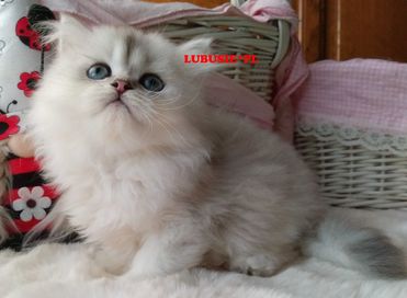 LUBUSIE*PL - kotka Brytyjska Długowłosa szynszylowa, hodowlana.