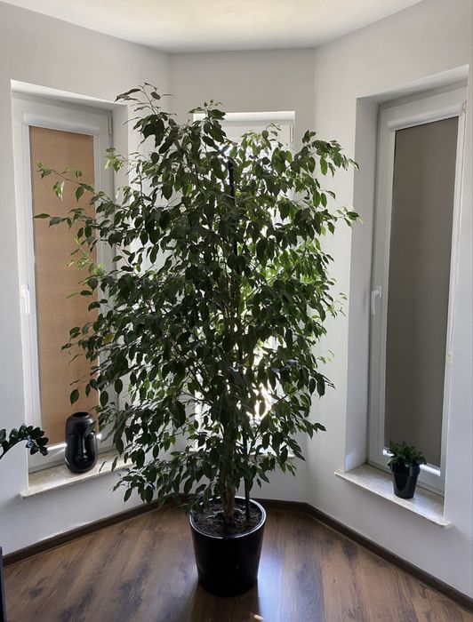 Roślina Fikus Benjamin