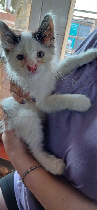 Котята в ответственные, добрые, любящие руки.