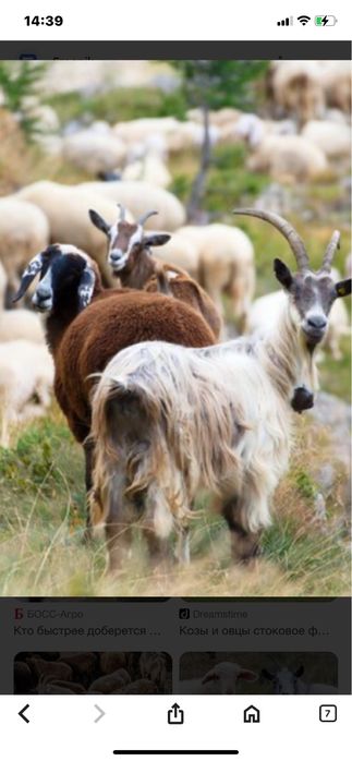 Бараны- козы Потавска область