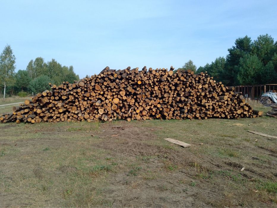 paliki kolki slupki do faszynowania