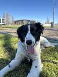 Cão para adoção responsavél